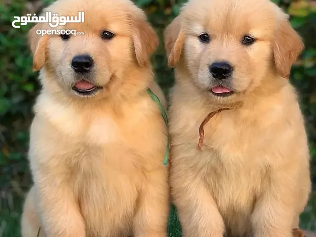 Golden Retriever puppies