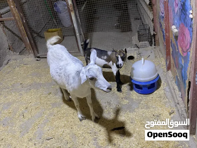 صخله مكس اصليه حامل باقي اسبوع وتجيب بيها توم ماخذه سونار شرط وياها فحل بلجيكي اصلي عمره 4 اشهر ونص