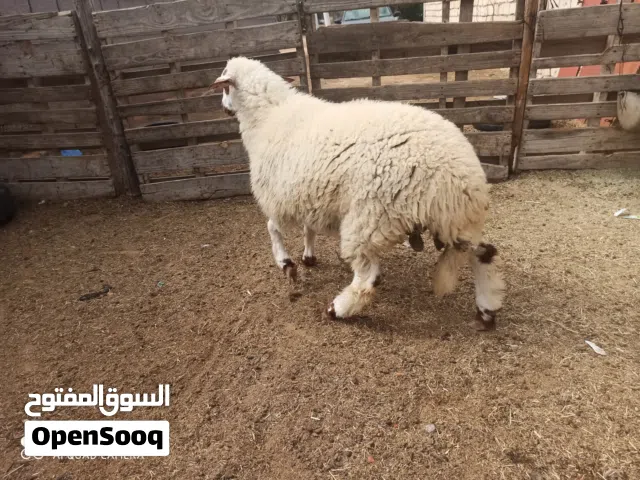 فطيمة ربي يبارك