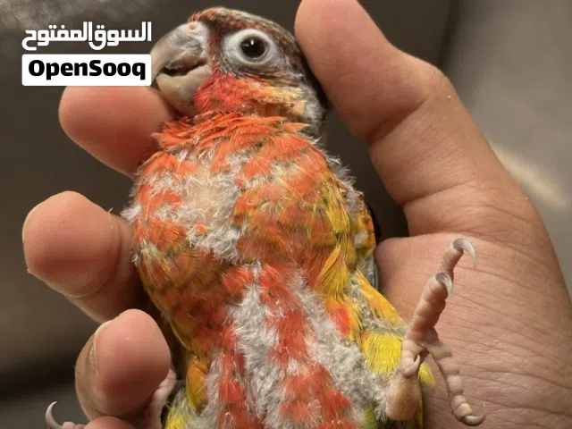 فروخ كنيور