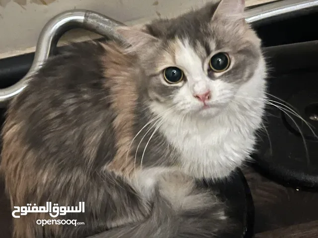 انثى شيرازي للبيع
