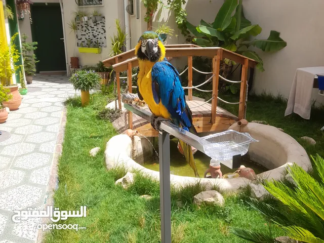 استديوهات للإيجار اليومي