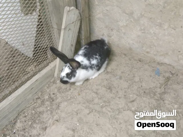 دكر الماني الله يبارك