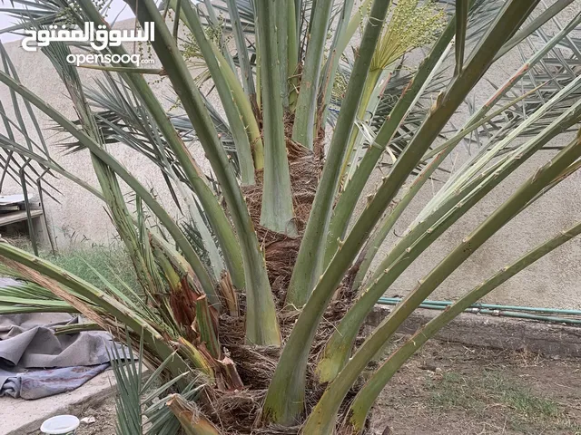 فسائل نخيل نوع نبتة سيف درجة اولى