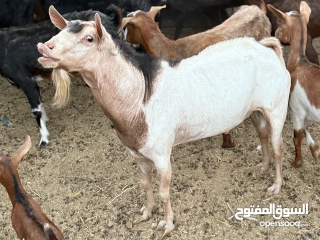 تيس صلالي للبيع
