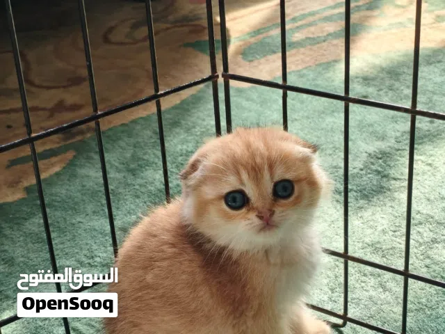 متوفر كيتنز برتش وواحد سكوتش فولد جولدينز وay في الشارقة للحجز