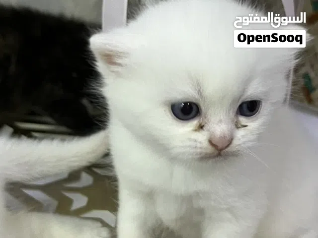قطط صغيرة إناث للبيع   Sweet Female Kittens Looking for a Loving Hom