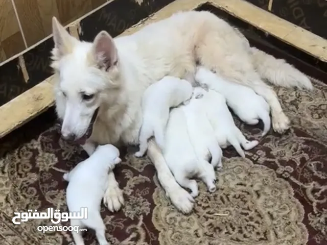 White German shepherd puppies يراوه وايت جيرمن شيبرد
