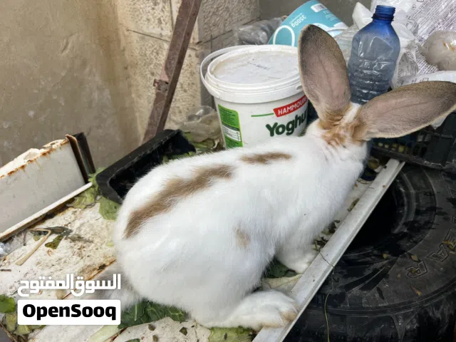 للبيع ذكر بابيون صحة ونظافة