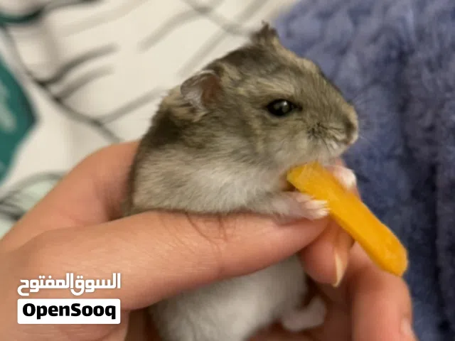 هامستر للبيع