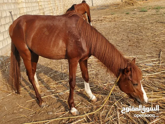 خيل حصان فرس للبيع خيول حصان اسامه احمر لون جميل