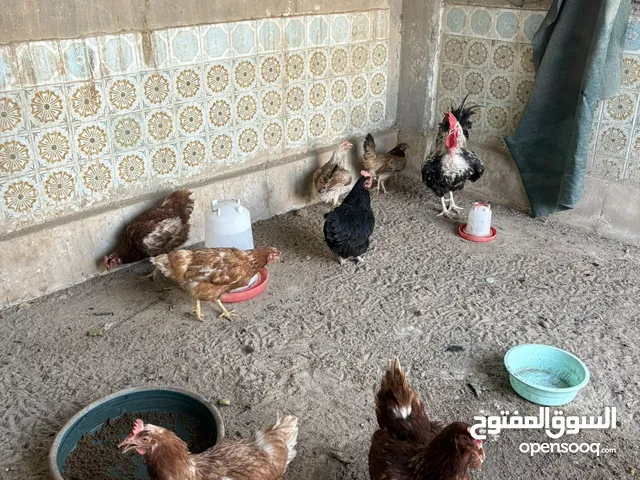 دجاج هولندي
