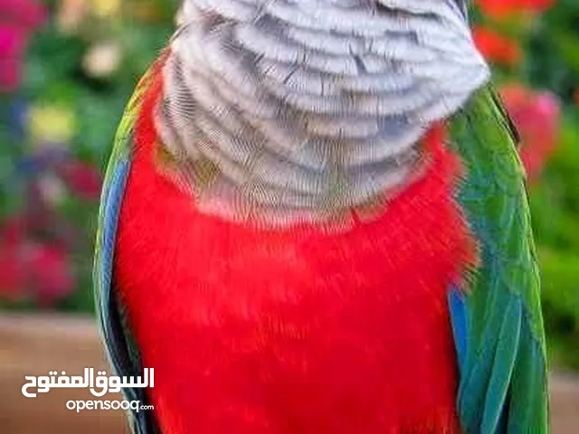 ، انا ادور على فرخ كريمزون بيليد كنيور او crimson bellied conure في الامارات