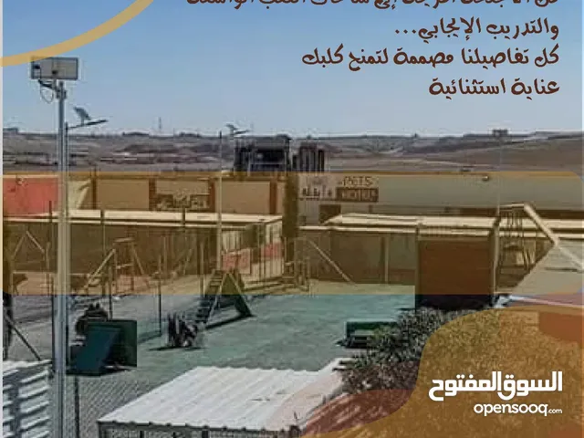 دلّل كلبك... لأنه يستحق الأفضل من الطعام الصحي اللذيذ إلى الألعاب الممتعة وحتى بيوتهم