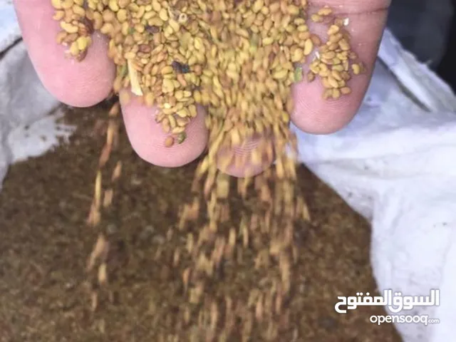 بذر جت للبيع