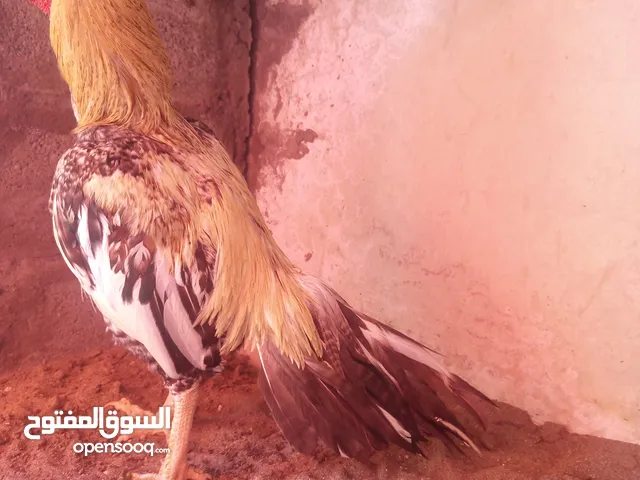 طيور للبيع ما مجربه بس واحد الاحمر اللي مجرب؟
