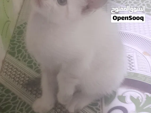 قطط للتبني عدد 3