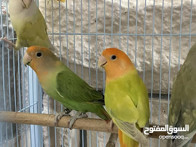 روز فرديات للبيع