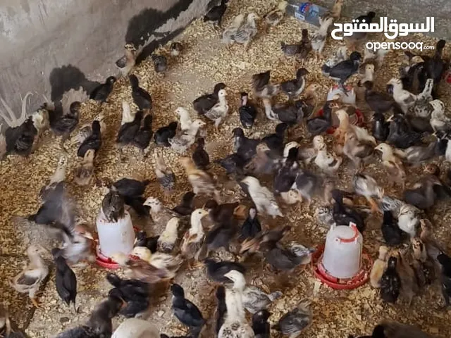 فراخ دجاج بلدي عمر شهرين