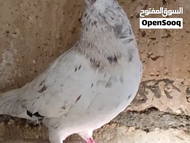 جوز تركيب جديد