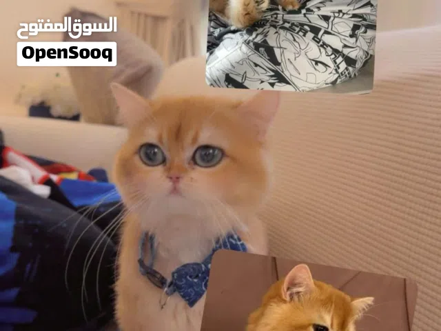 للبيع قط سكوتش فولد قول