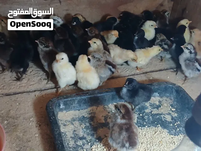 شواشيو  عربي