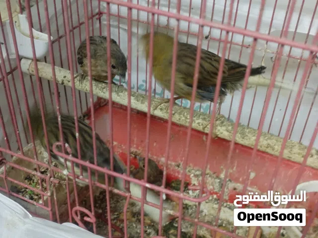 طيور كناري مع فروخ