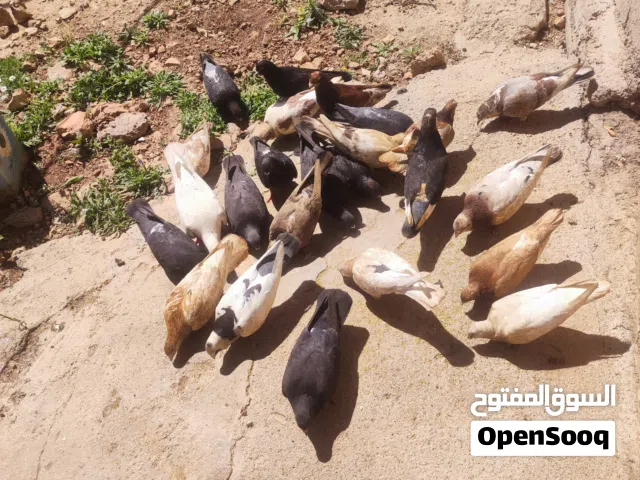 حمام للبيع