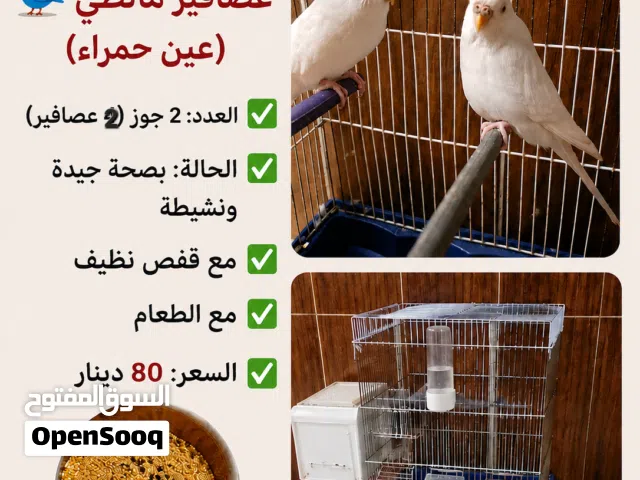 زوج مالطي للبيع
