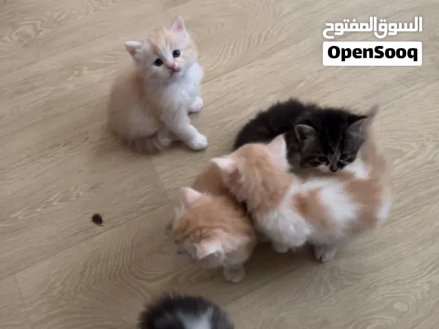 شيرازي الواحده ب عشرين الف