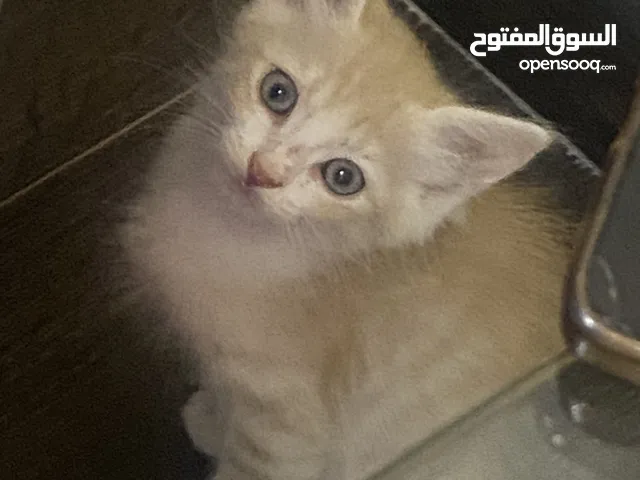 قطط للتبني