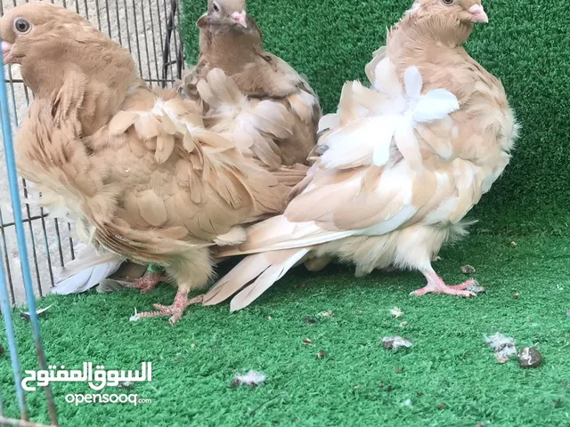 متاح زوجين مخاليف كشكي(الوصف مهم)