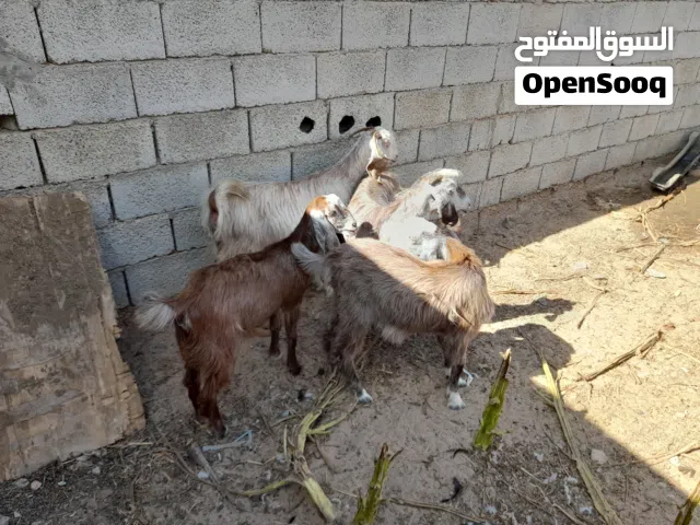 معزة معاه جدي وعناقين