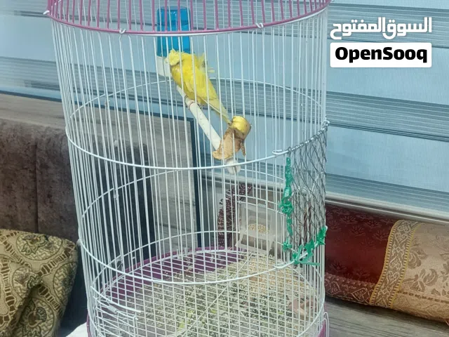 متاح فحل حب هوقو لون مميز اصفر ساده أليف ما بعرف العض بدون قفص + القفص شبه جديد للبيع