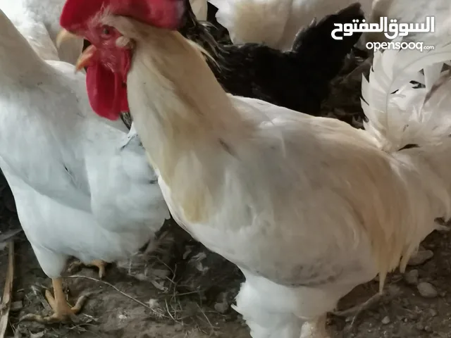 دجاج فرنسي واسباني للبيع