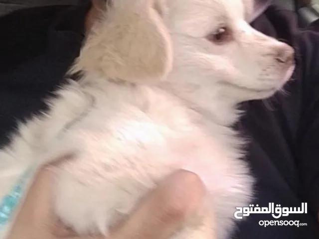 لولو فوكس 5 اشهر