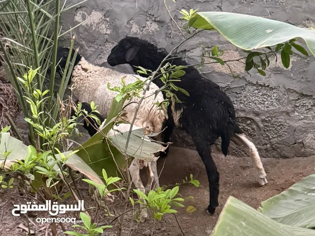 للبيع كباشه السمنه ماشاء الله فول