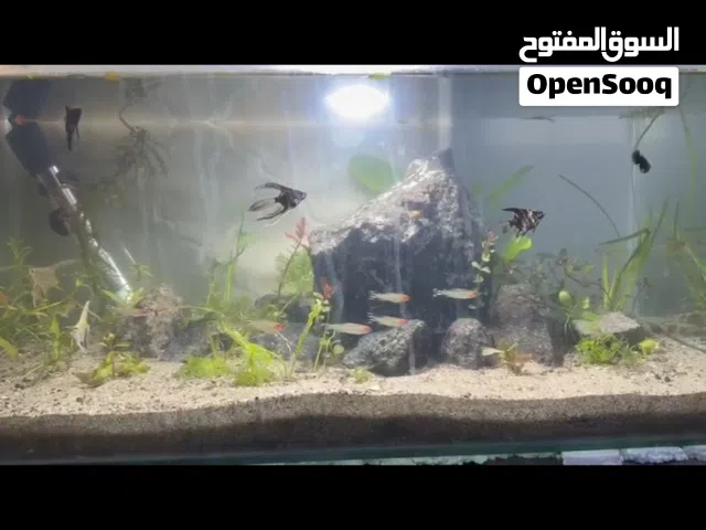 15 gallon aquarium