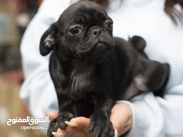 يتوفر جراء بج (Pug) جميل ولطيف.يتميز بالشكل الجذاب والطبع المرح