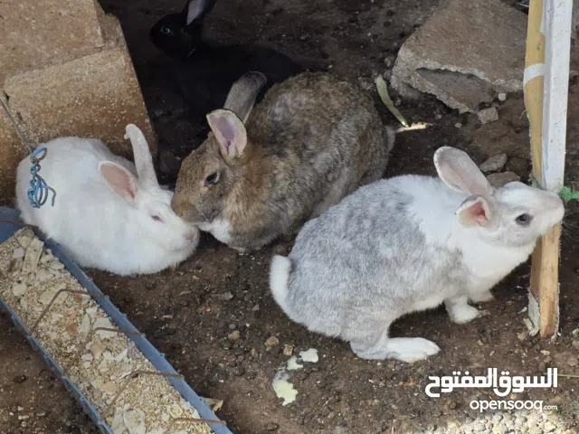 ثلث اناثي مهددات من ذكر بابيون خط اسود للبيع