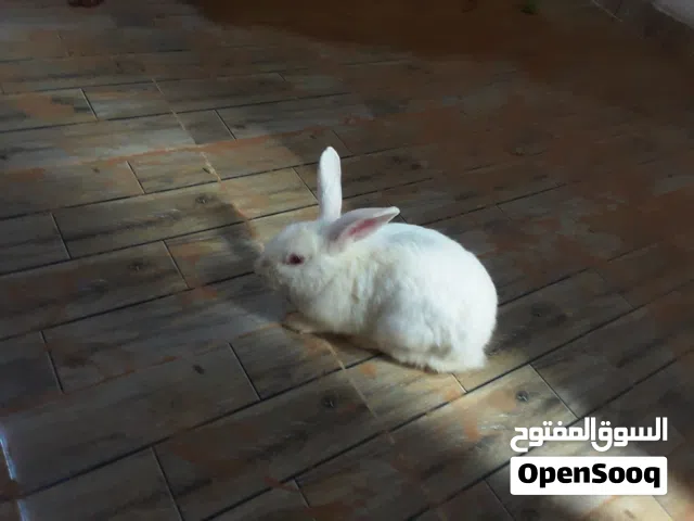 ارنب ذكر نوعه مالطي ماشاء الله تبارك الرحمن