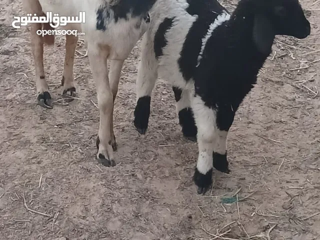 نعجه للبيع مشاء الله تحتها فطيما