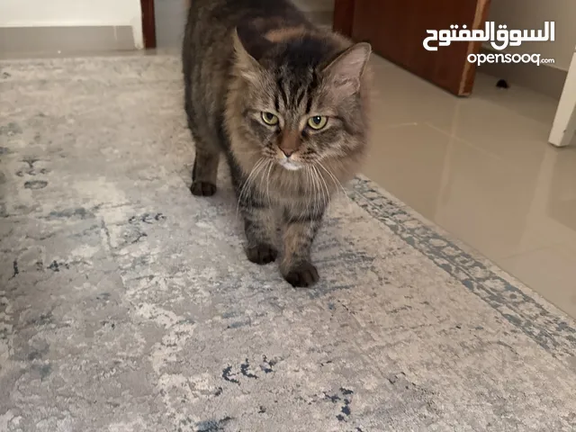 قطط عدد اثنين ذكر و أنثى للتبني بدون مقابل مخافة الله فيهم فقط مدينه الجبيل