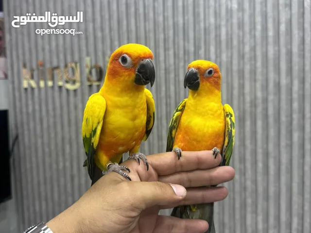 بسم الله ماشاء الله ببغاء الشمس او صن كنيور حوز اليف جداً الأنثى هدد داخلي