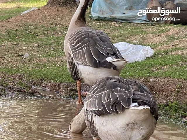 زوج وز إفريقي