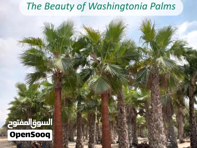 Dates palm tree