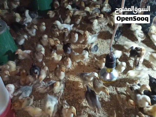 موجود 550 صوص دجاج بلدي ماخذ جميع المطاعيم عمر 5 ايام