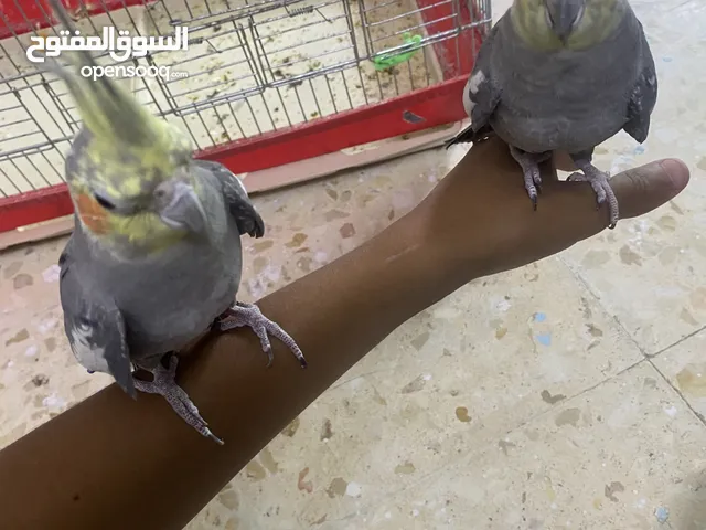 جوز كوكتيل أليفات حبات جامبو بصلاه عنبي اقر الوصف