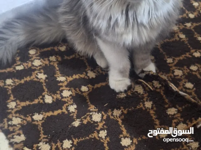 قط شيرازي للبيع