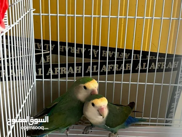 طيور زوج روز منتج